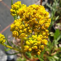 Patrinia intermedia